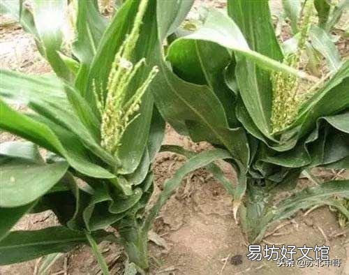 玉米如何预防粗缩病?