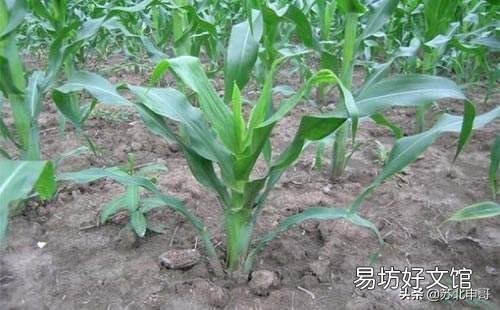 玉米如何预防粗缩病?