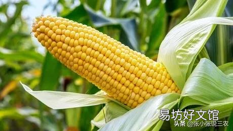 玉米如何预防粗缩病?