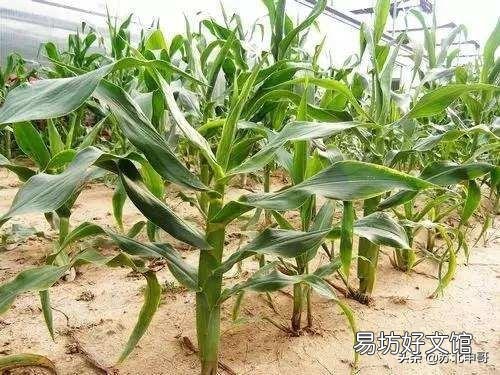 玉米如何预防粗缩病?