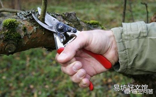 果树夏季摘心,对促进花芽形成和提高坐果率非常重要吗?
