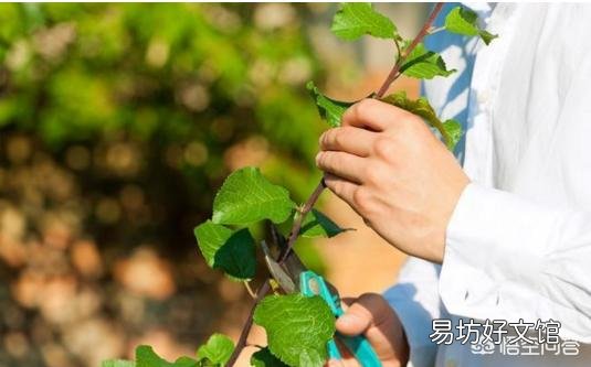 果树夏季摘心,对促进花芽形成和提高坐果率非常重要吗?