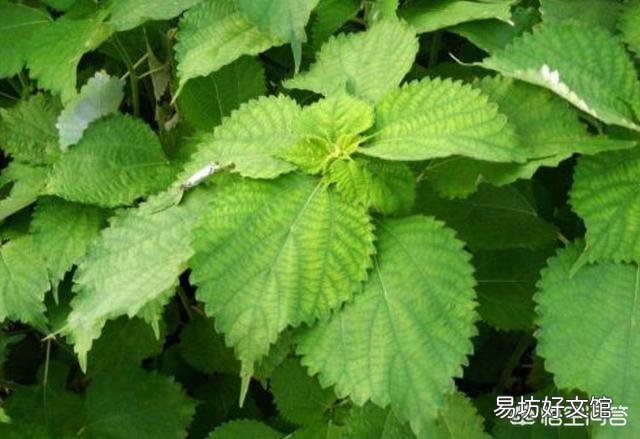 有哪些古代农作物目前已经不再种植了?