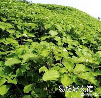 有哪些古代农作物目前已经不再种植了?