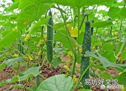 種植黃瓜出現彎瓜，能不能把它掰直？