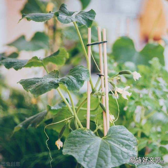 種植黃瓜出現彎瓜，能不能把它掰直？