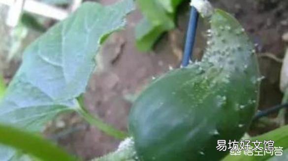 種植黃瓜出現彎瓜，能不能把它掰直？