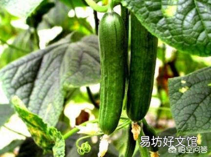 種植黃瓜出現彎瓜，能不能把它掰直？