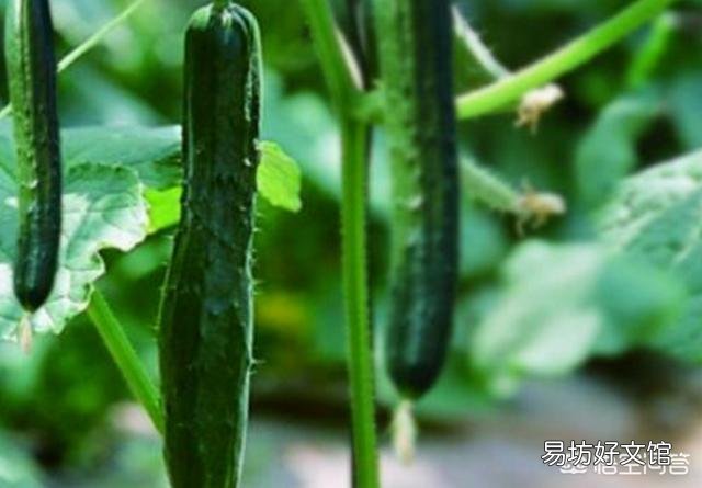 種植黃瓜出現彎瓜，能不能把它掰直？