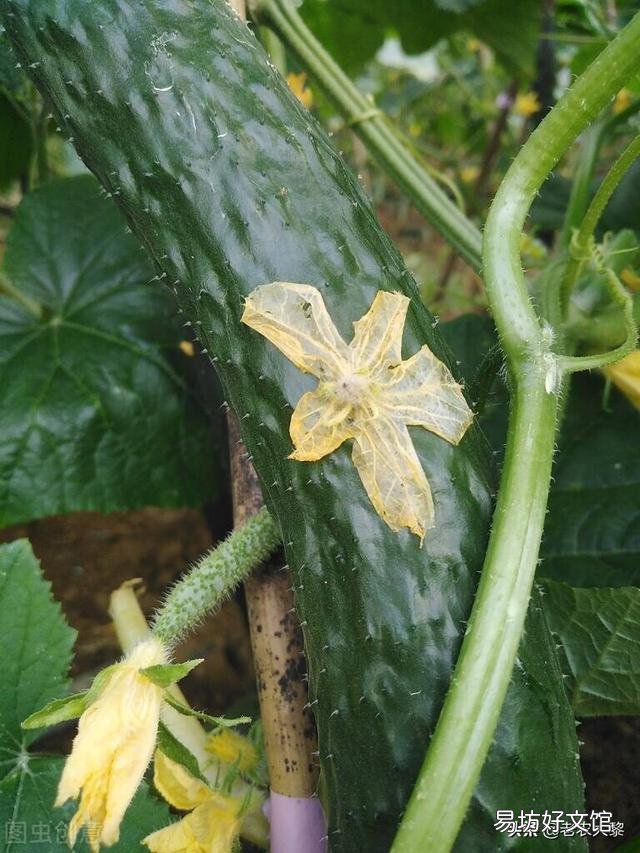 種植黃瓜出現彎瓜，能不能把它掰直？