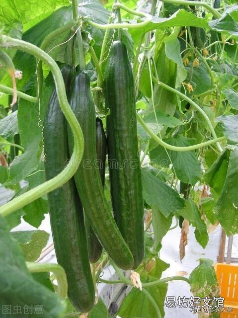 種植黃瓜出現彎瓜，能不能把它掰直？