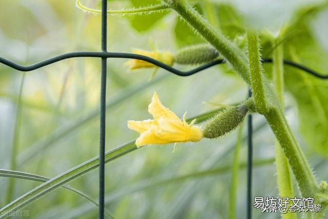 種植黃瓜出現彎瓜，能不能把它掰直？
