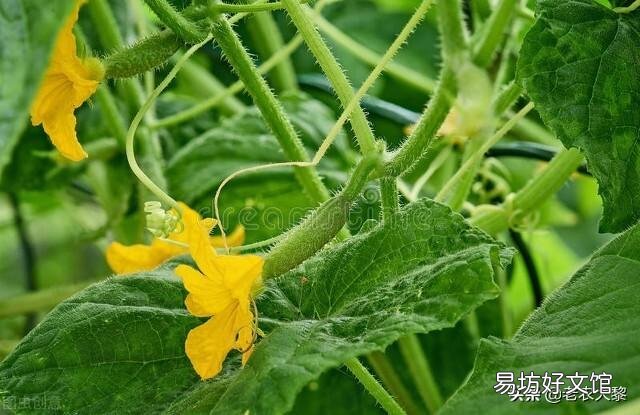 種植黃瓜出現彎瓜，能不能把它掰直？