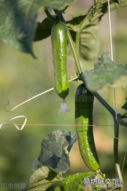 種植黃瓜出現彎瓜，能不能把它掰直？