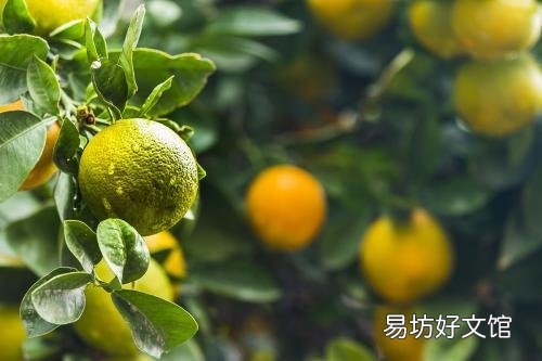 柑橘叶子发黄是怎么回事?日常如何养护?