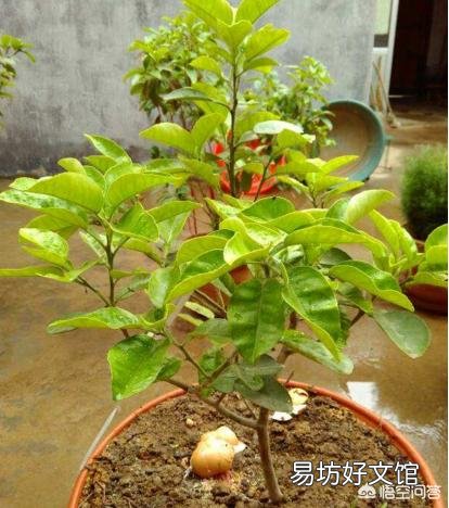 柑橘叶子发黄是怎么回事?日常如何养护?