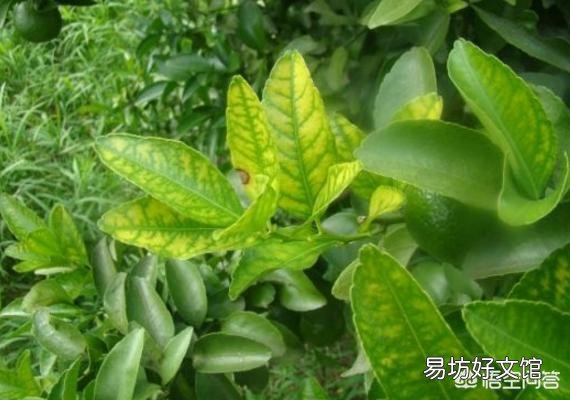 柑橘叶子发黄是怎么回事?日常如何养护?