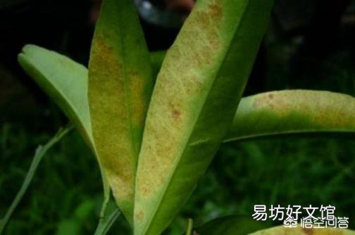 柑橘叶子发黄是怎么回事?日常如何养护?