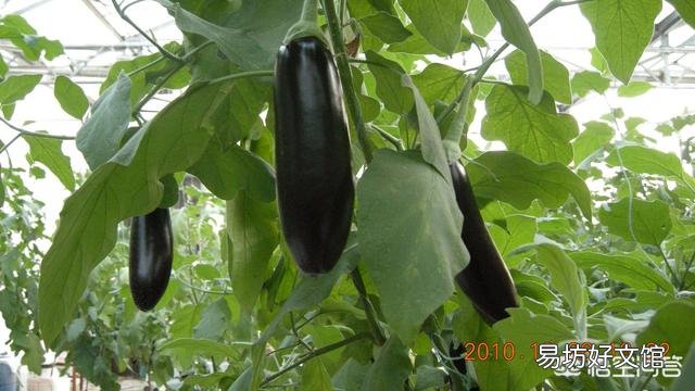 茄子需要摘叶吗?