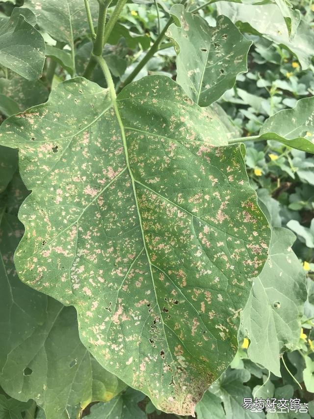 茄子需要摘叶吗?