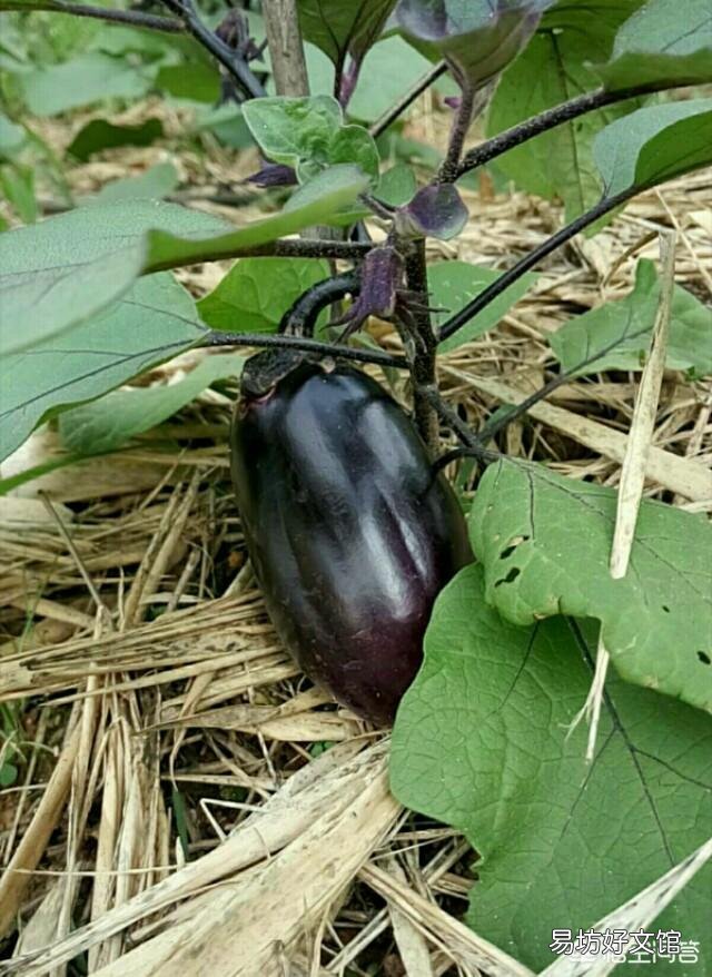 茄子需要摘叶吗?