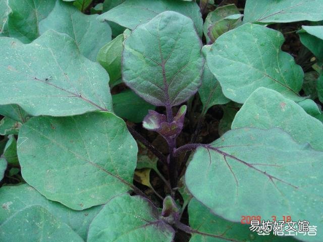 茄子需要摘叶吗?