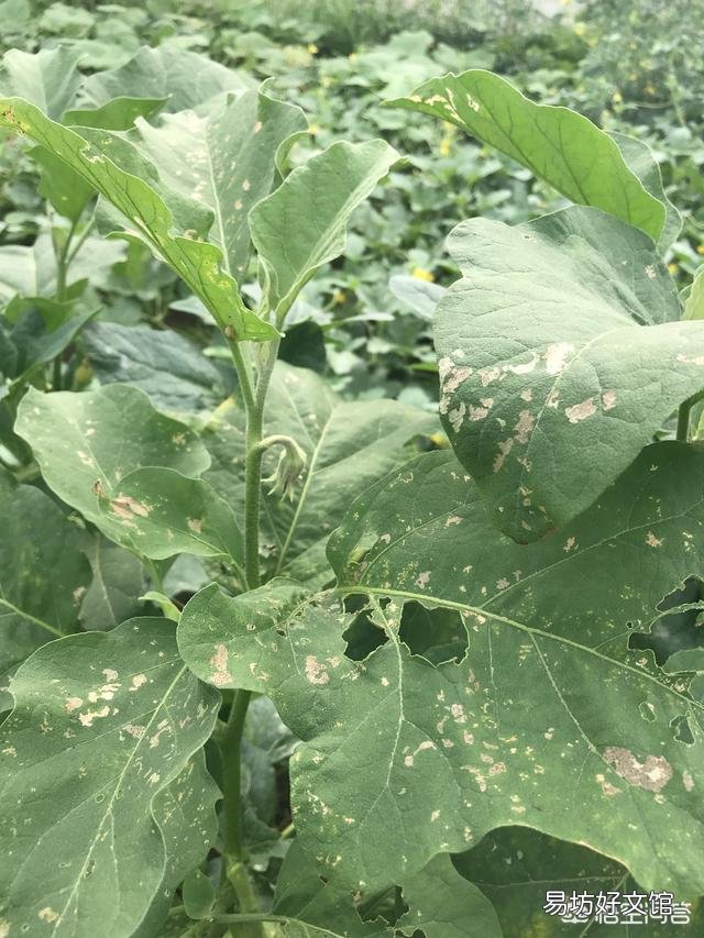 茄子需要摘叶吗?