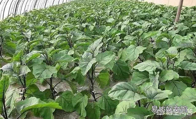 茄子需要摘叶吗?