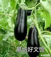 茄子需要摘叶吗?