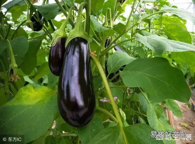 茄子需要摘叶吗?