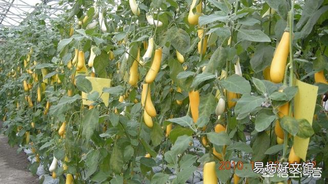 茄子需要摘叶吗?