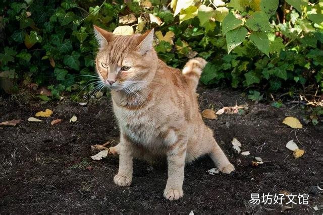 貓便秘吃益生菌有用嗎(貓便秘吃什么最快排便)