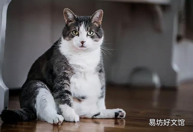 貓便秘吃益生菌有用嗎(貓便秘吃什么最快排便)
