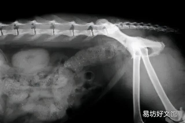 貓便秘吃益生菌有用嗎(貓便秘吃什么最快排便)