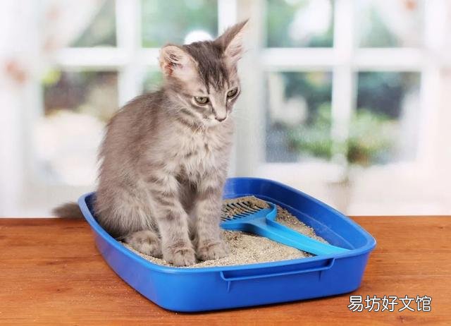 貓便秘吃益生菌有用嗎(貓便秘吃什么最快排便)