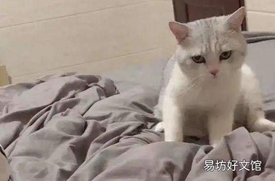 貓會用貓砂卻在床上尿(貓會用貓砂卻在床上尿怎么辦)