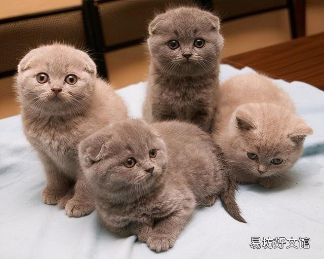 宠物猫排行榜(最受欢迎的宠物猫排行榜)