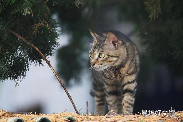 宠物猫排行榜(最受欢迎的宠物猫排行榜)
