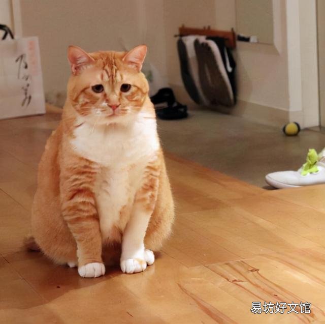 宠物猫排行榜(最受欢迎的宠物猫排行榜)