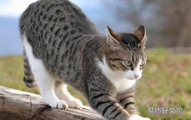 宠物猫排行榜(最受欢迎的宠物猫排行榜)