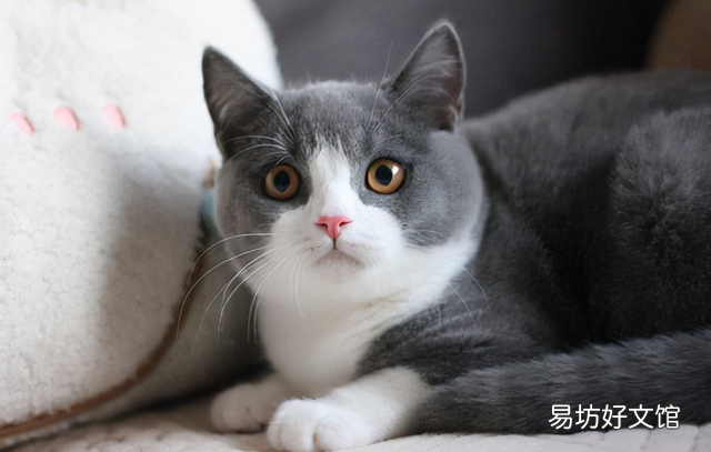 宠物猫排行榜(最受欢迎的宠物猫排行榜)
