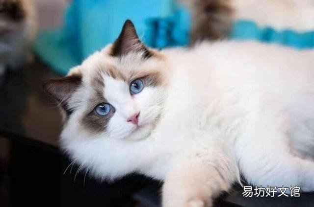 宠物猫排行榜(最受欢迎的宠物猫排行榜)