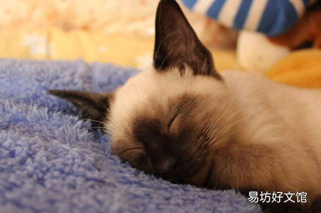 宠物猫排行榜(最受欢迎的宠物猫排行榜)