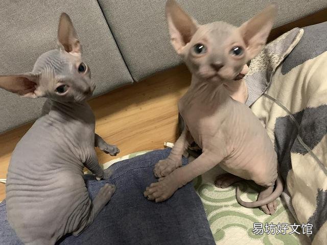 宠物猫排行榜(最受欢迎的宠物猫排行榜)