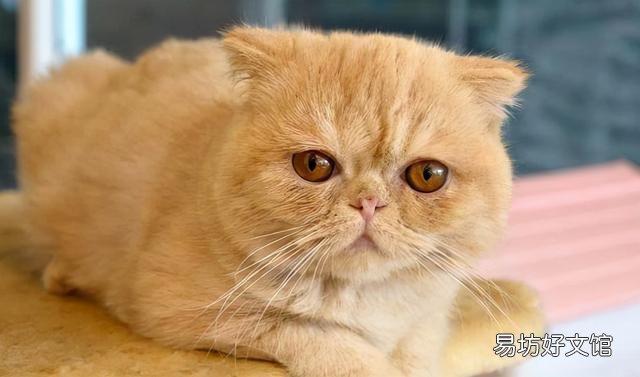 宠物猫排行榜(最受欢迎的宠物猫排行榜)
