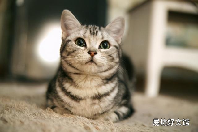宠物猫排行榜(最受欢迎的宠物猫排行榜)