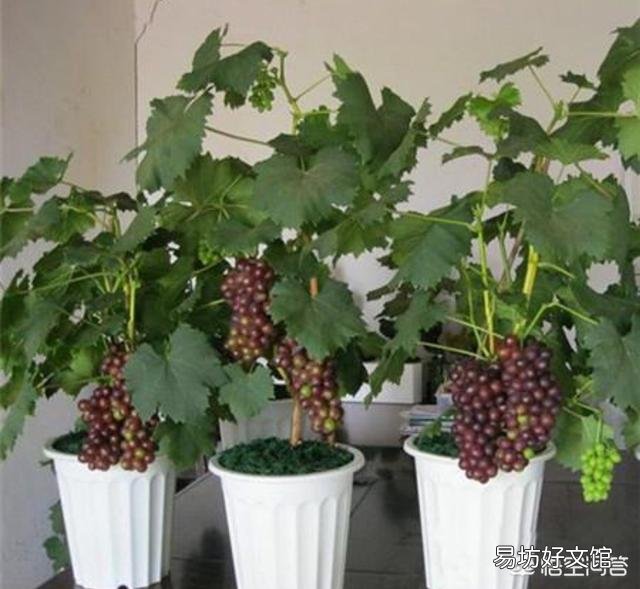 葡萄怎样插扦呢?