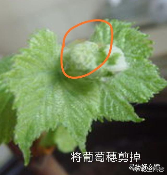 葡萄怎样插扦呢?