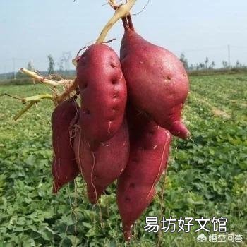 农村人种植红薯,都有哪些吃法?