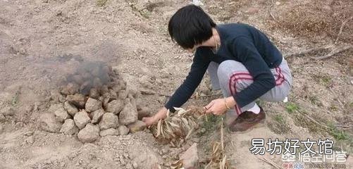 农村人种植红薯,都有哪些吃法?